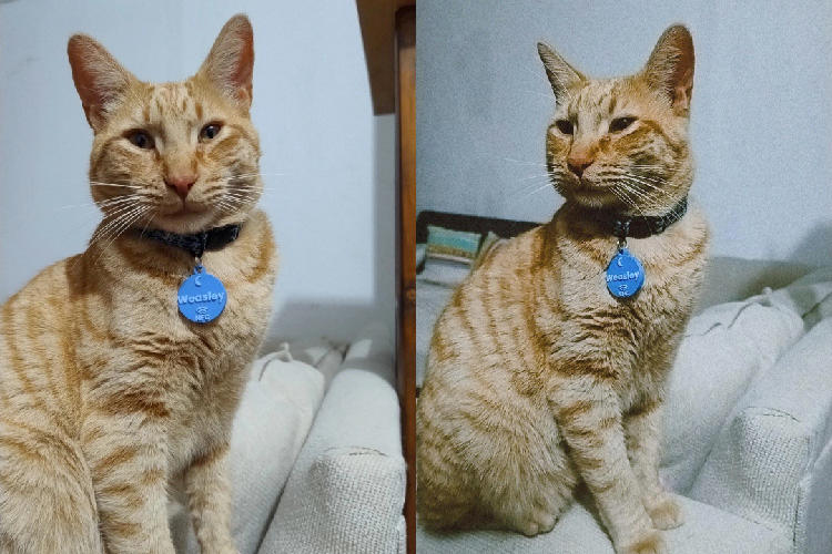¿Qué es NFC y cómo funciona la placa de tu mascota?